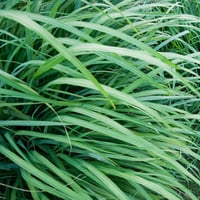 Image 2 of Lemongrass Essential Oil