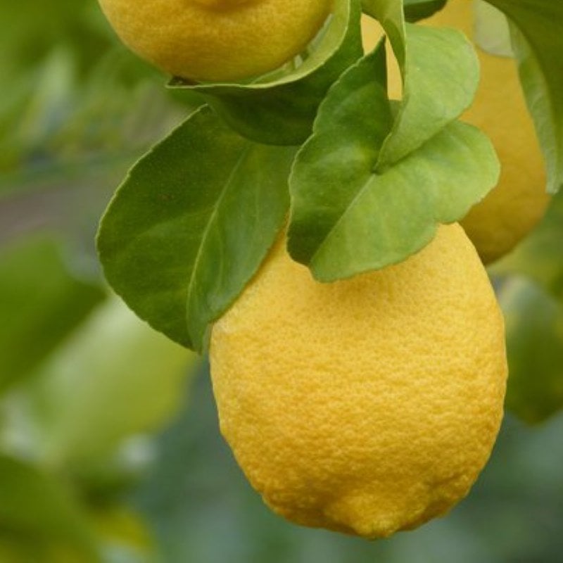 Lemon Essential Oil | Lotus Bloom Aromas™