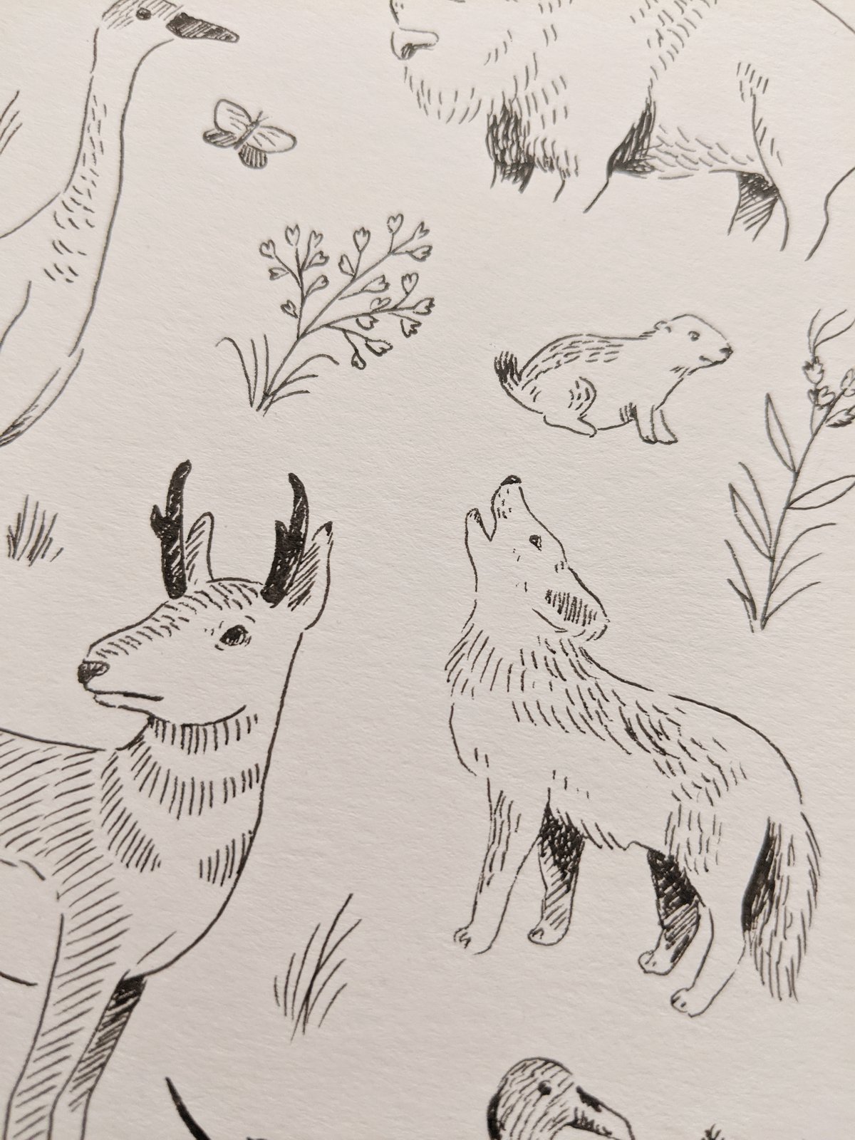 Tips To Help You Learn to Draw Animals | Craftsy