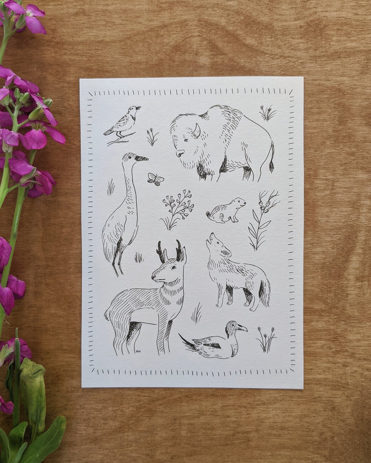 Image of Great Plains Animals Drawings & Prints