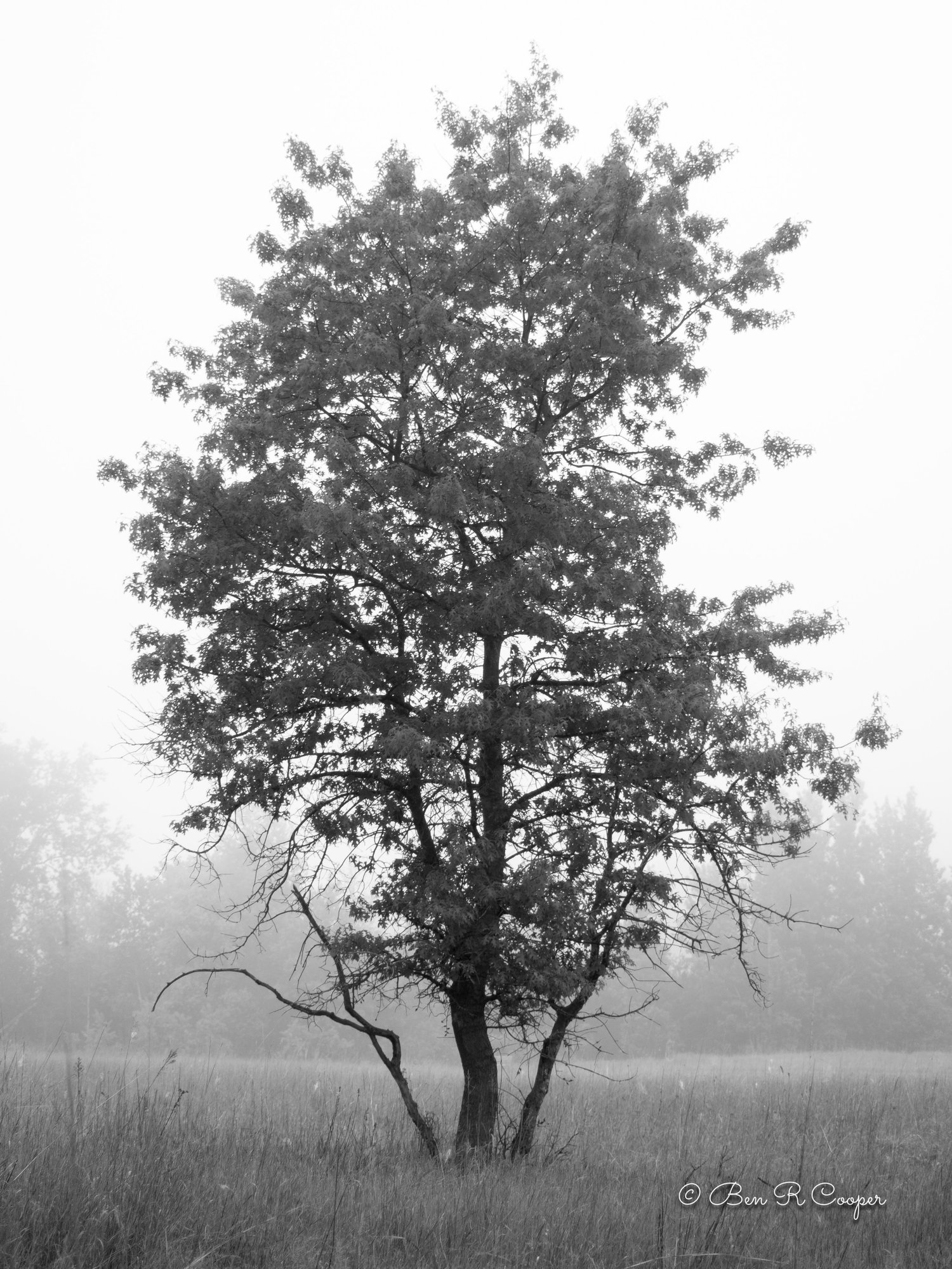 Tree in the Mist