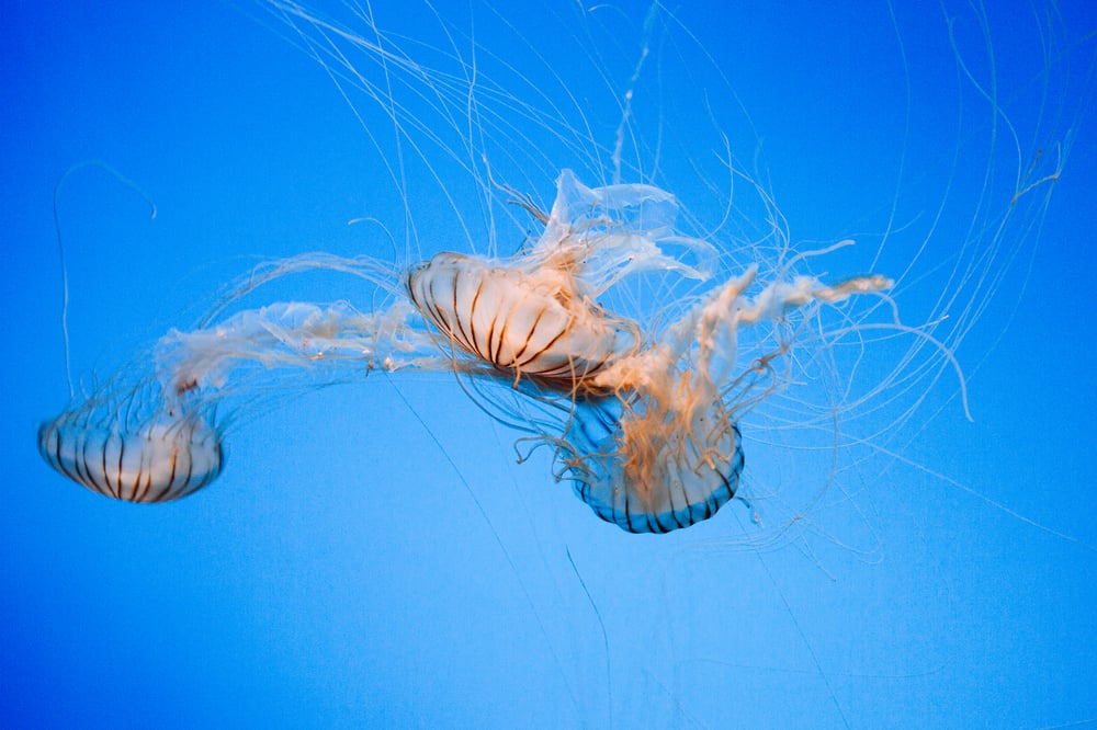 Image of Jellyfish II