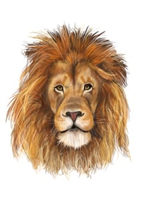 Lion head illustration