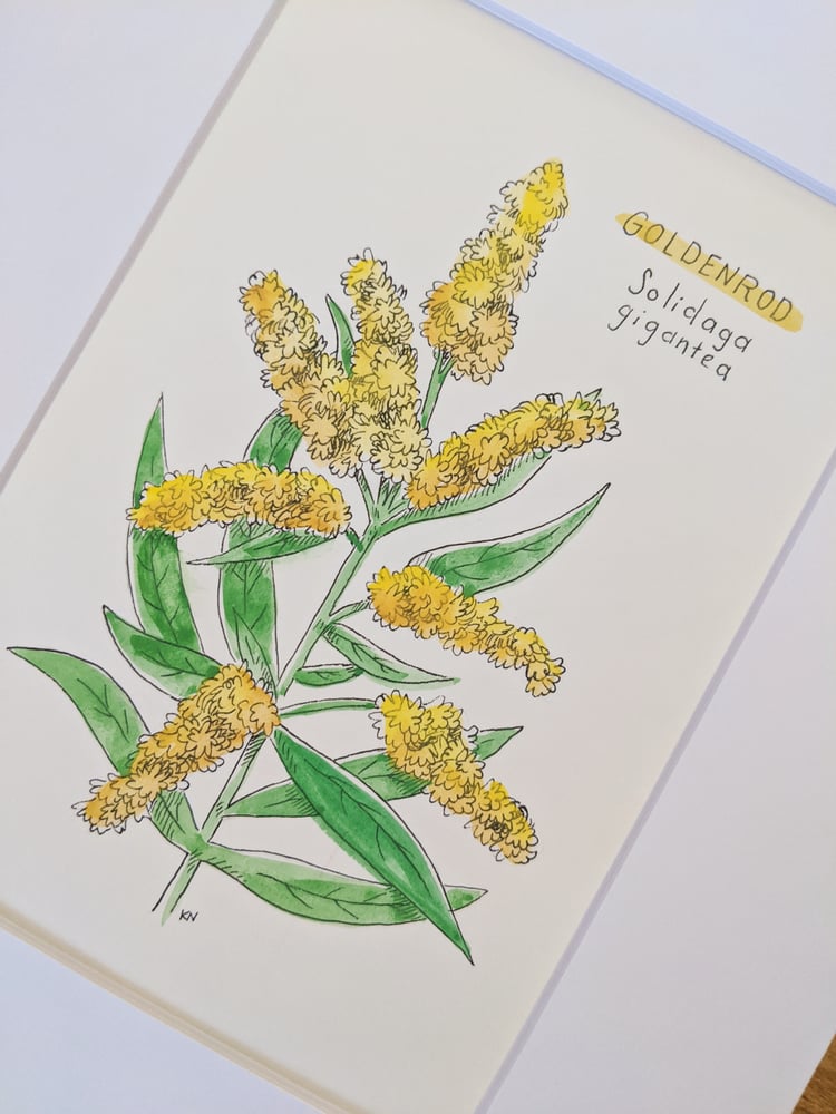 Image of Goldenrod Watercolor