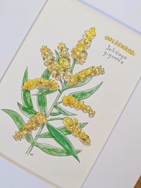 Image 1 of Goldenrod Watercolor