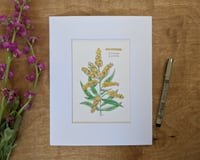 Image 2 of Goldenrod Watercolor
