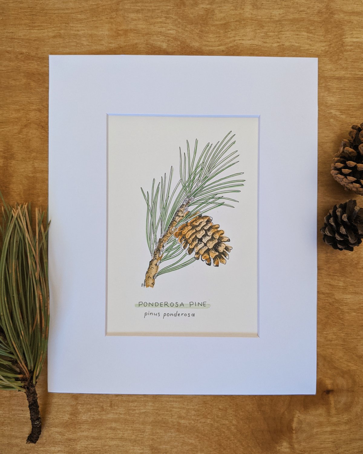 Ponderosa Pine Drawing and Watercolor Katie Nieland Art