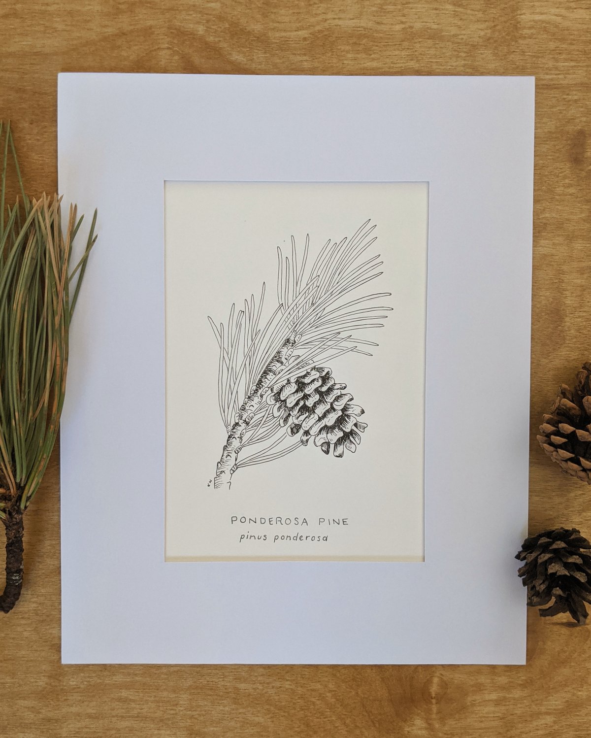 Image of Ponderosa Pine Drawing and Watercolor