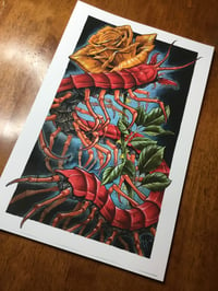 Centipede - Print or Original