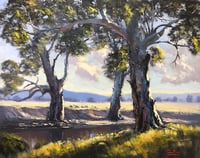 River Gums