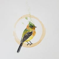 Image 1 of Art Bird I : Tufted Flycatcher