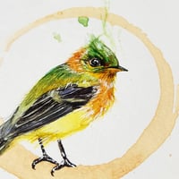 Image 2 of Art Bird I : Tufted Flycatcher