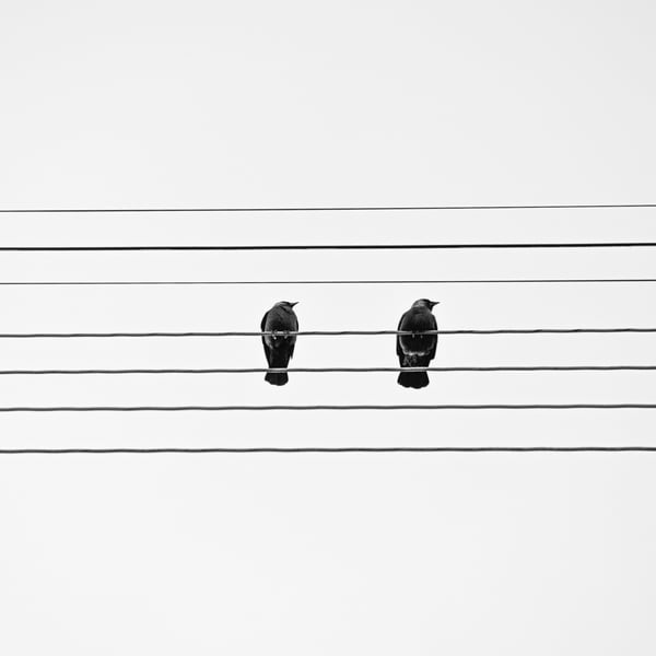 Image of Bird Song