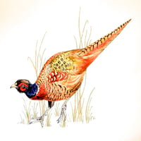 Pheasant Greeting Card