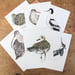 Image of Set of six limited edition wading and shorebird postcards 