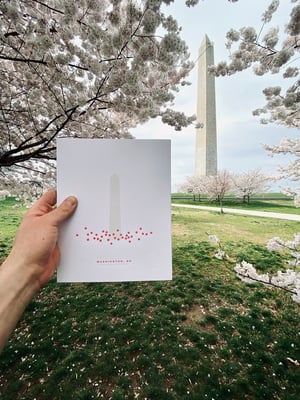 Image of Washington, DC Cherry Blossoms