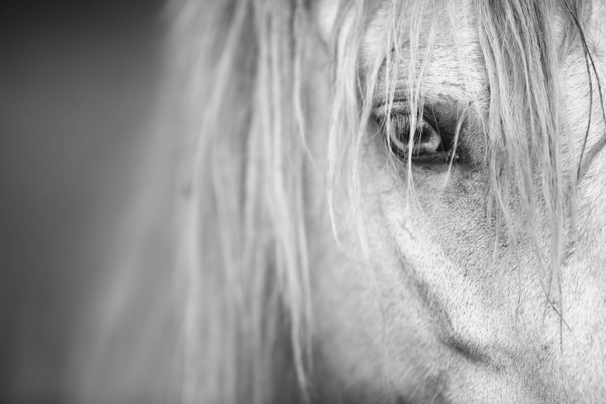 Image of Equine Eye