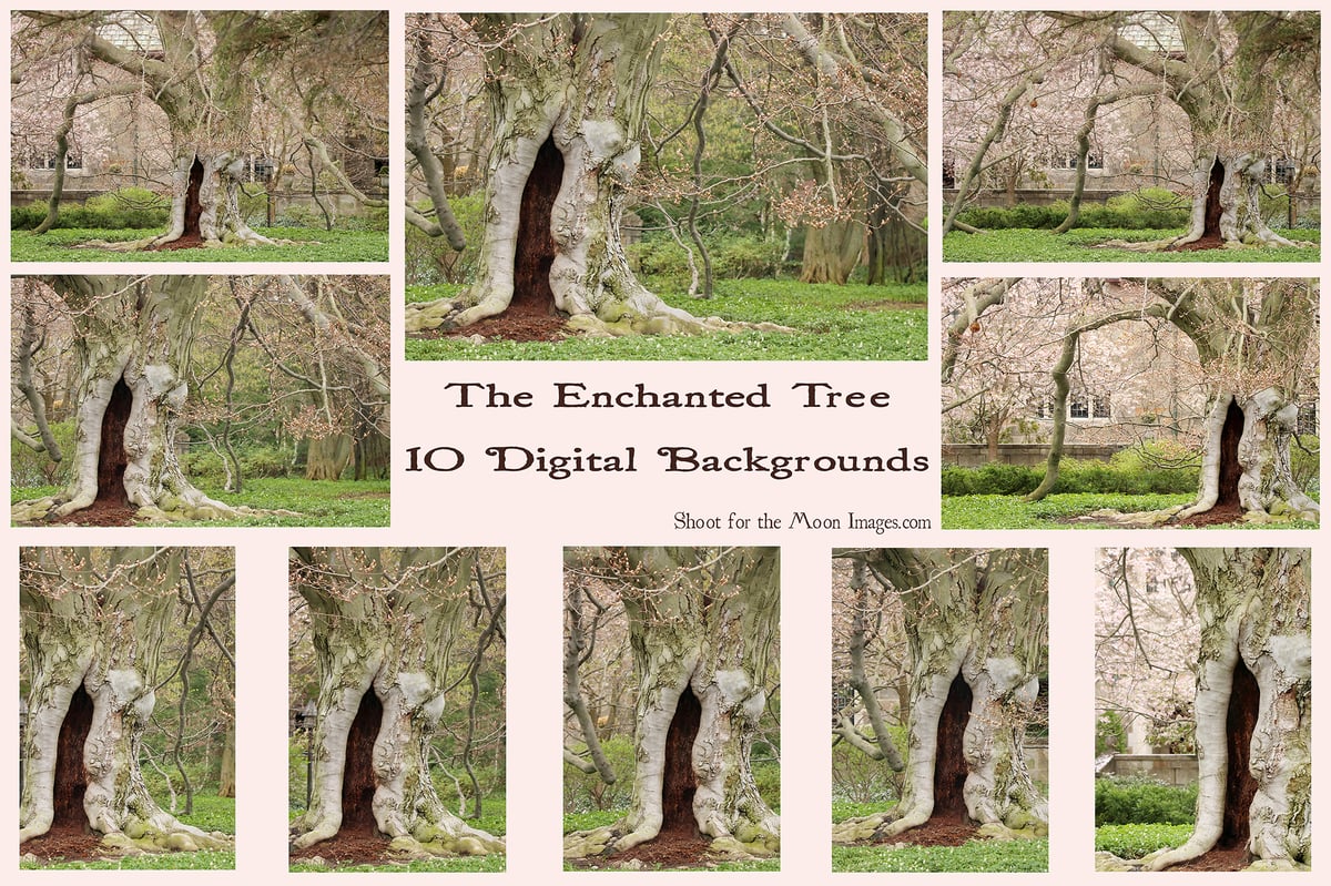 Image of The Enchanted Tree Digital Backgrounds