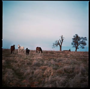 Horses On The San Joaquin County Line 