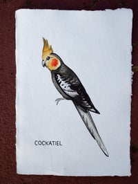 Cockatiel Print