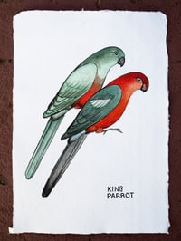 King Parrot