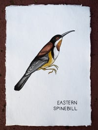 Eastern Spinebill