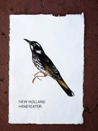 New Holland Honeyeater