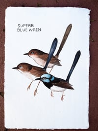 Superb Blue Wren