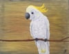 Sulphur-crested Cockatoo Original Painting