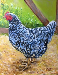 Barred Rock Chicken