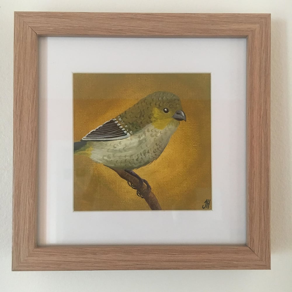 Small Tasmanian Bird Original Paintings