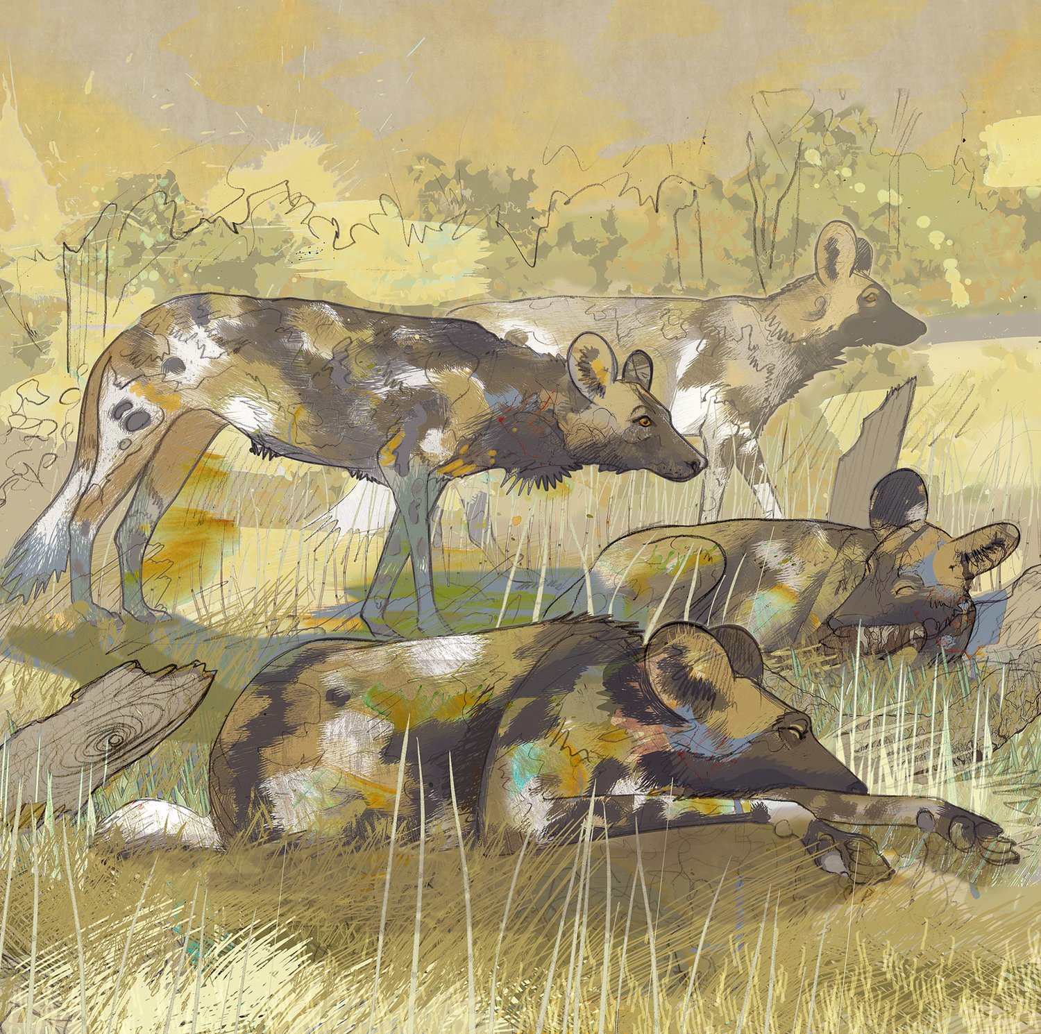 Image of Painted Dogs - South Luangwa - Zambia