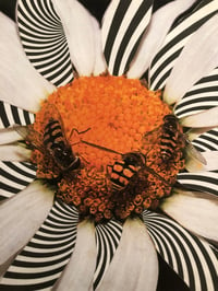 Image 1 of Psychedelic Bees 