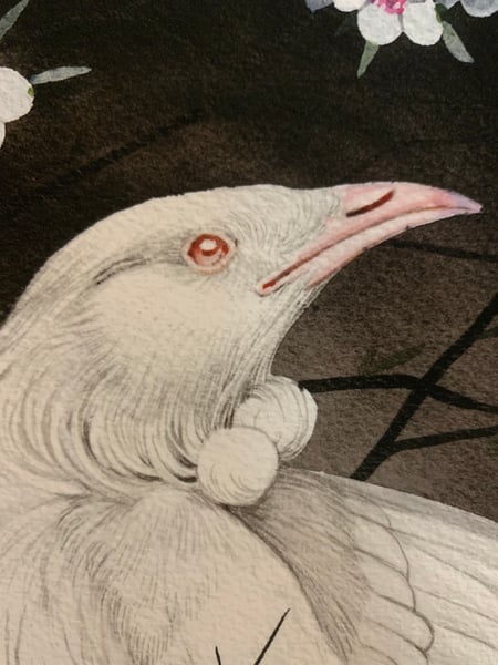 Image of Albino Tui with Manuka