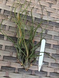 Image 1 of Tillandsia Butzii