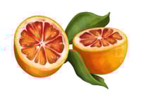 Blood orange illustration 