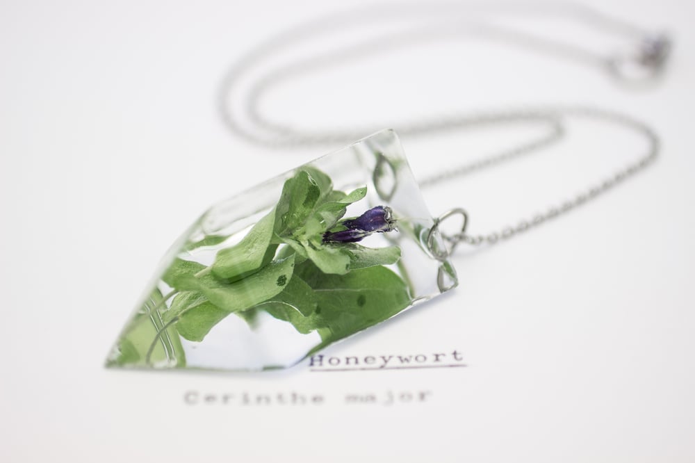 Image of Honeywort (Cerinthe major) - Small #1