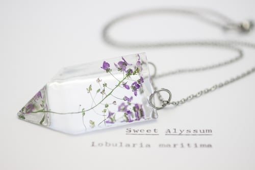 Image of Sweet Alyssum (Lobularia maritima) - Small #1