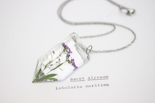 Image of Sweet Alyssum (Lobularia maritima) - Small #2