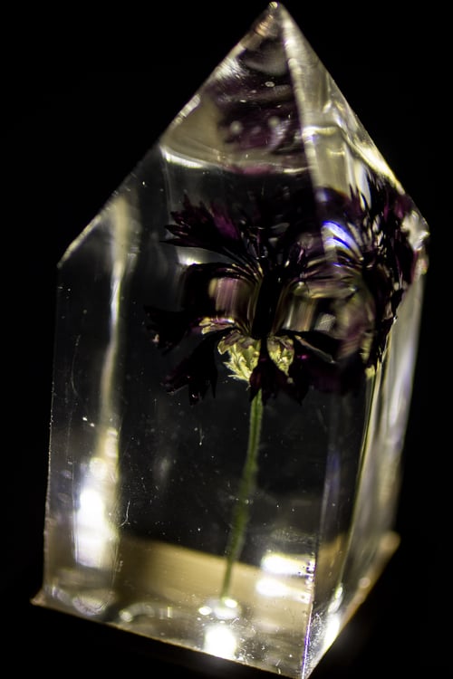 Image of Black Cornflower (Centaurea cyanus) - Floral Light #1