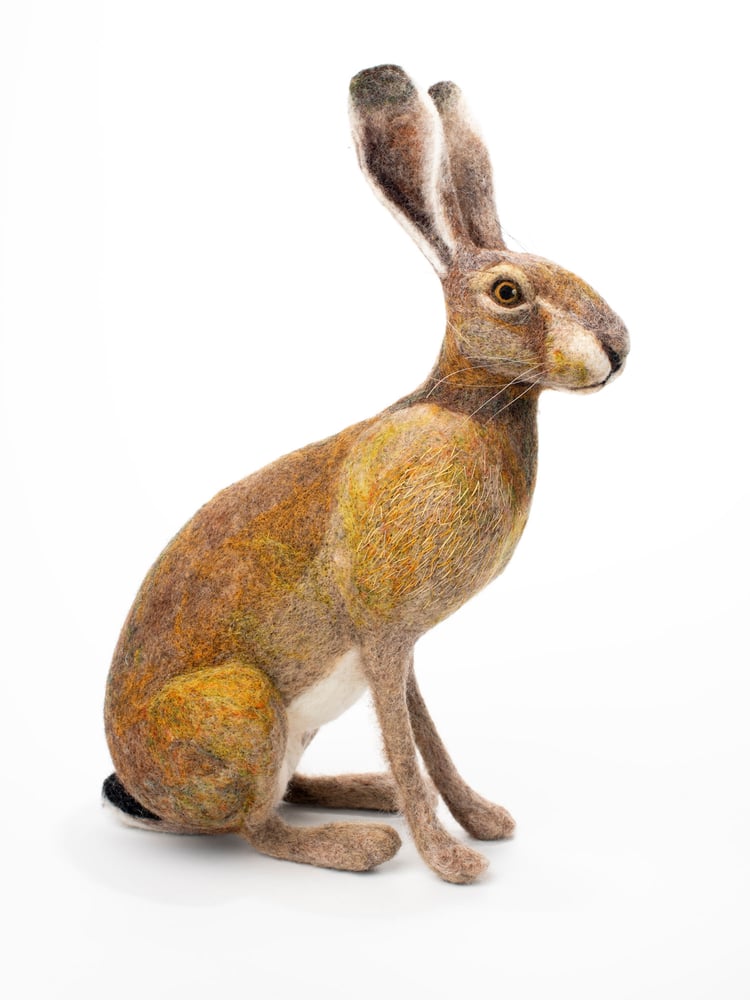 Image of  Sitting Hare