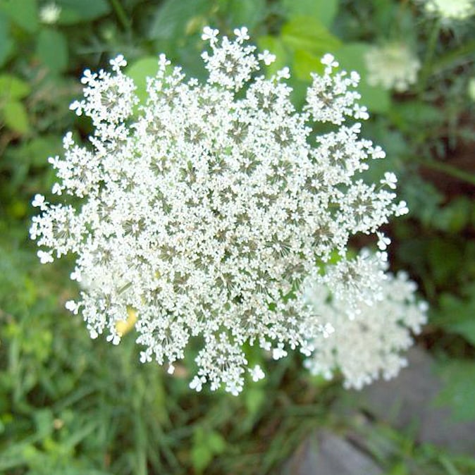 РђРјРјРё Daucus carota dara