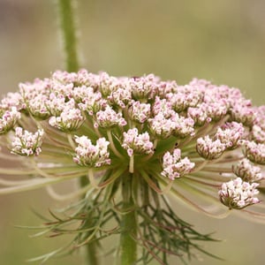 Image of WILD CARROT SEEDS