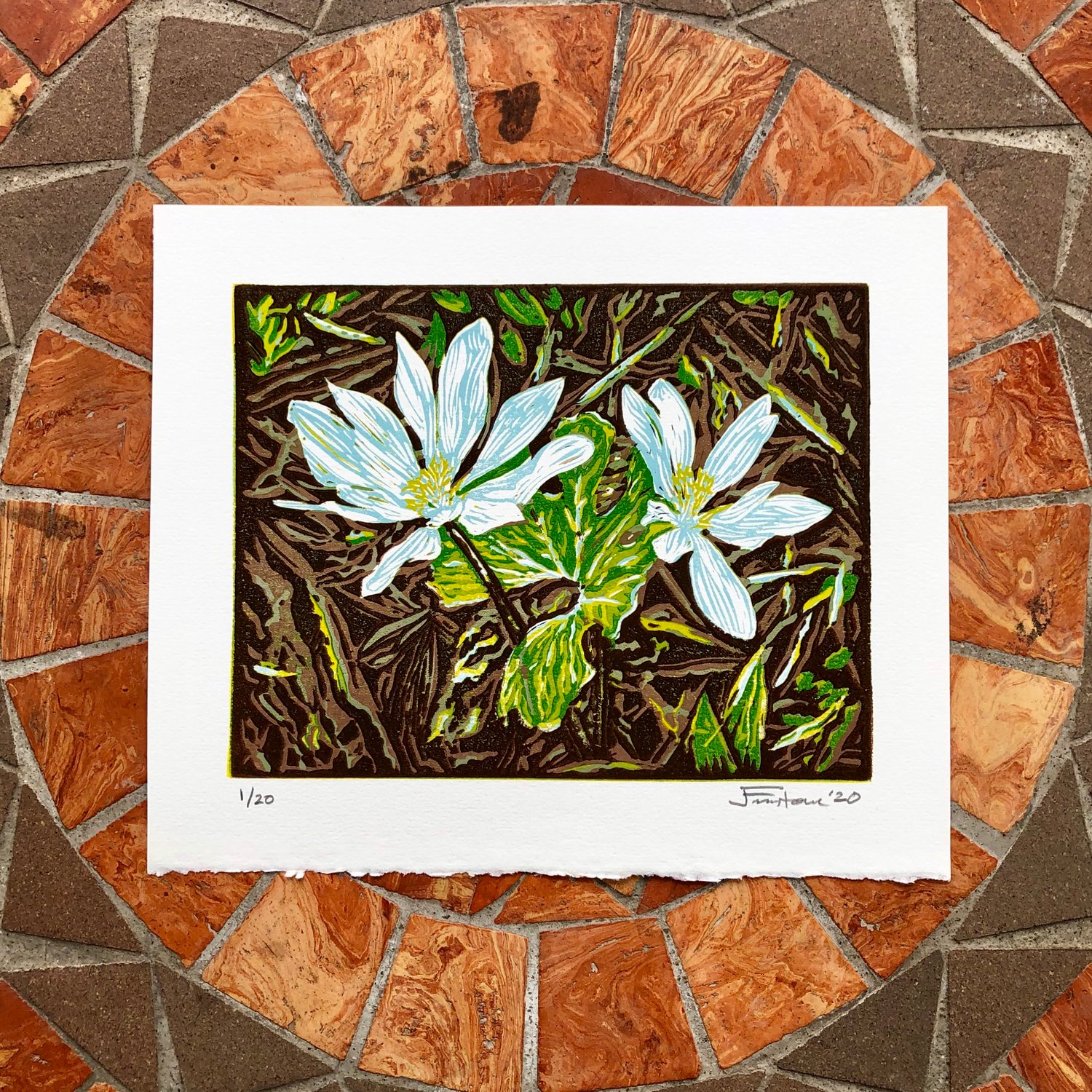 Image of Bloodroot print