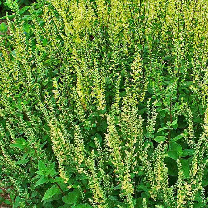 WOOD SAGE SEEDS