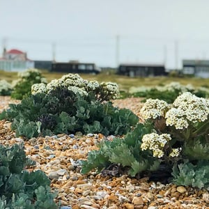 Mini Moderns — Sea Kale Seeds