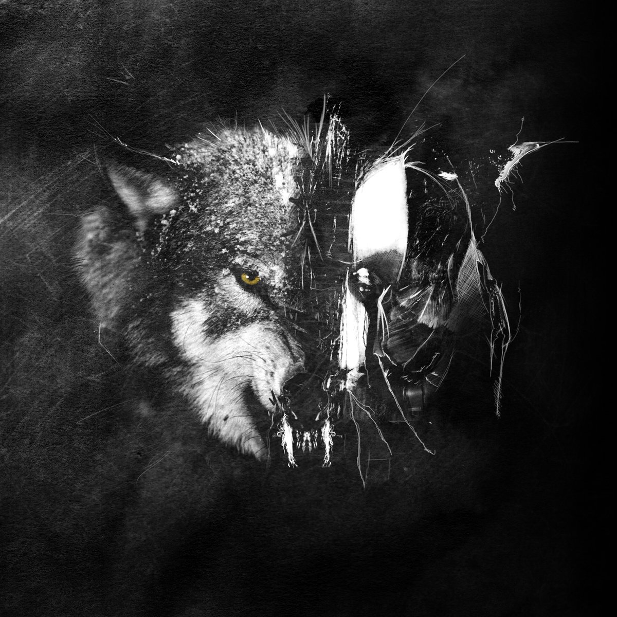 Ненавижу волков. Волк злость. Волк в ярости. Оскал волка. Волк в гневе.