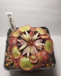 Drosera Falconeri (crimson giant)