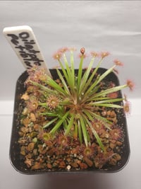 Drosera Dilatato-petiolaris 