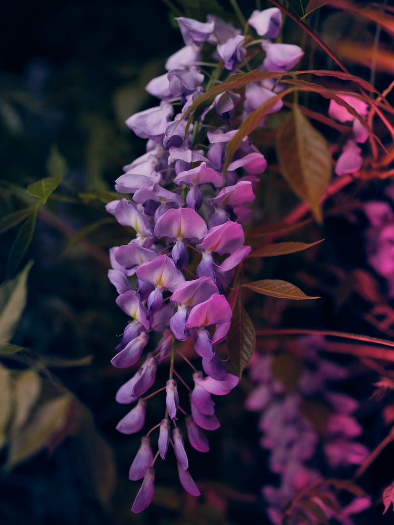 Image of Wisteria Study